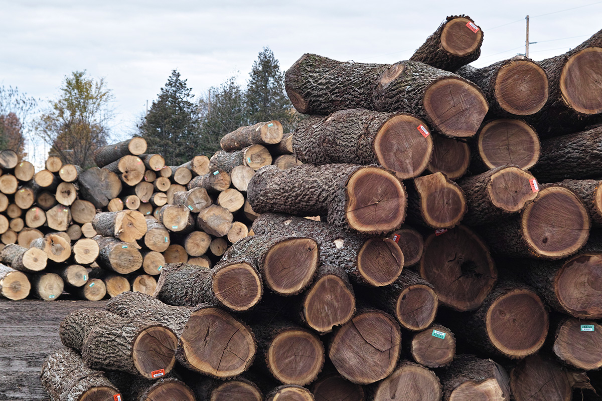 無垢材の断面と質感のアップ