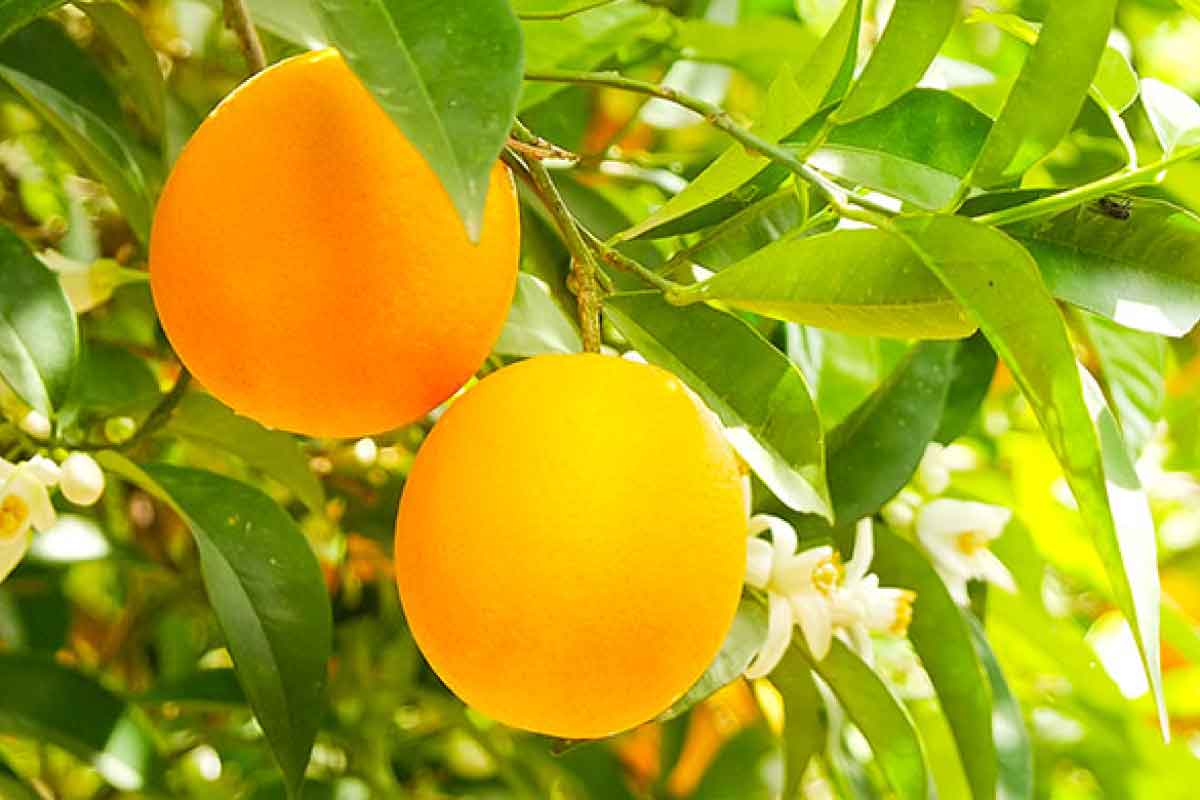 メディテラネア